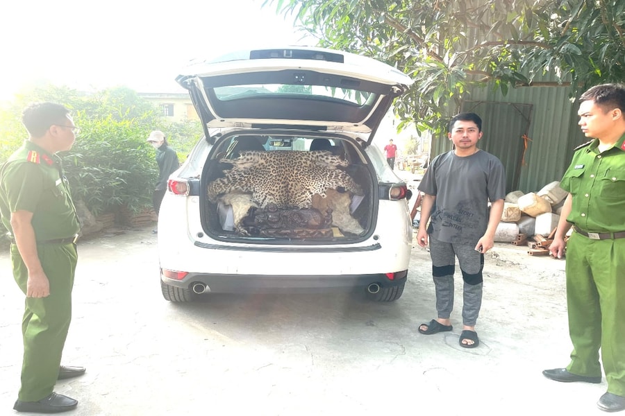 Ninh Bình: Khởi tố nam tài xế chở bộ da báo hoa mai đi bán