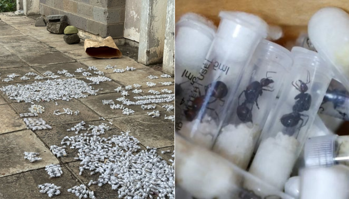 4 người bị phạt 7.700 USD vì buôn lậu kiến