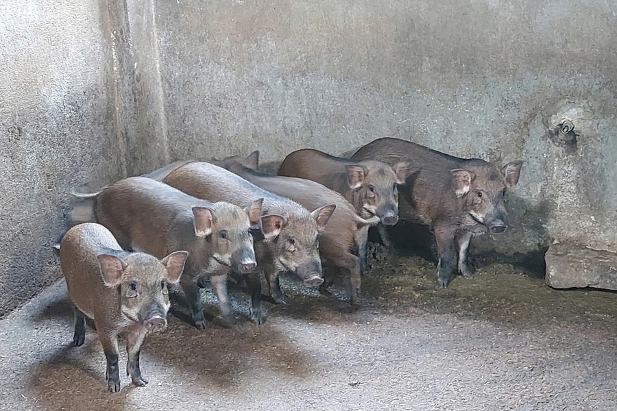 Nông dân Gia Lai nuôi giống heo lạ không ăn cám, thu hàng trăm triệu đồng mỗi năm