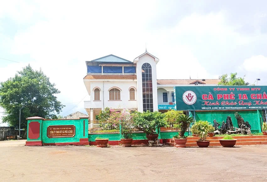 Cách hết chức vụ trong Đảng đối với giám đốc một công ty cà phê ở Gia Lai