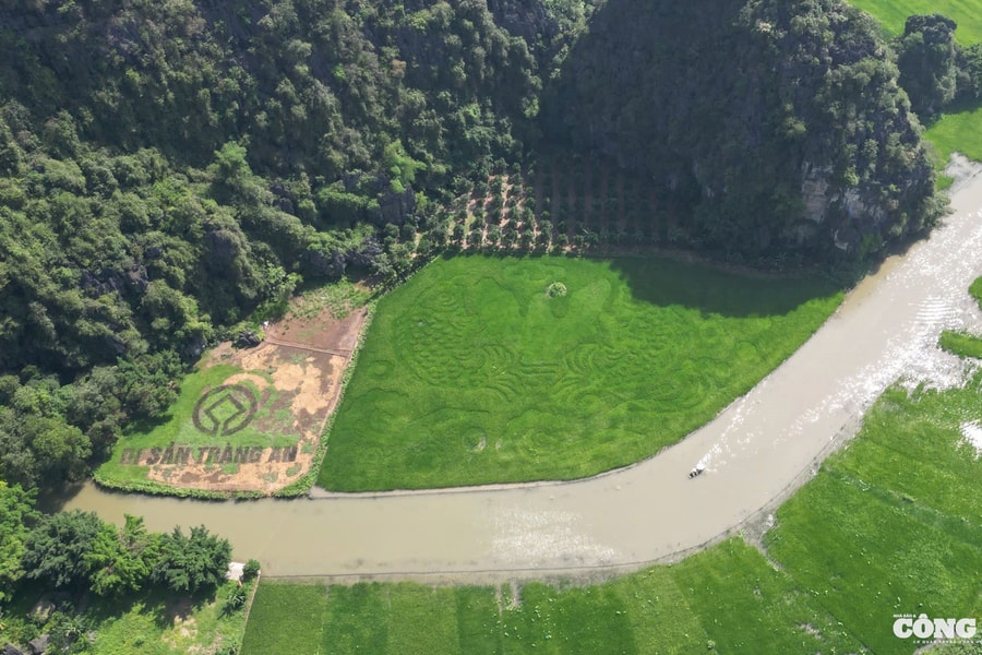 Độc đáo bức tranh cá chép vượt vũ môn khổng lồ trên cánh đồng lúa Tam Cốc