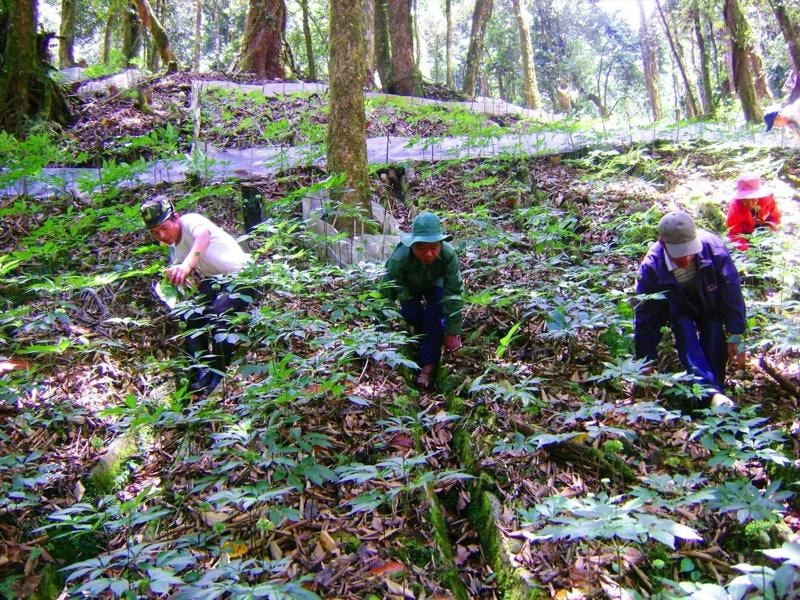 Tri thức dân gian về sâm Ngọc Linh là Di sản văn hóa phi vật thể quốc gia