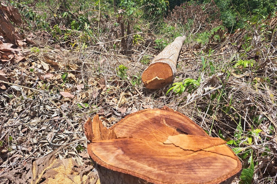 Kon Tum: Khởi tố vụ “phá trắng” gần 1ha rừng gần trụ sở UBND huyện