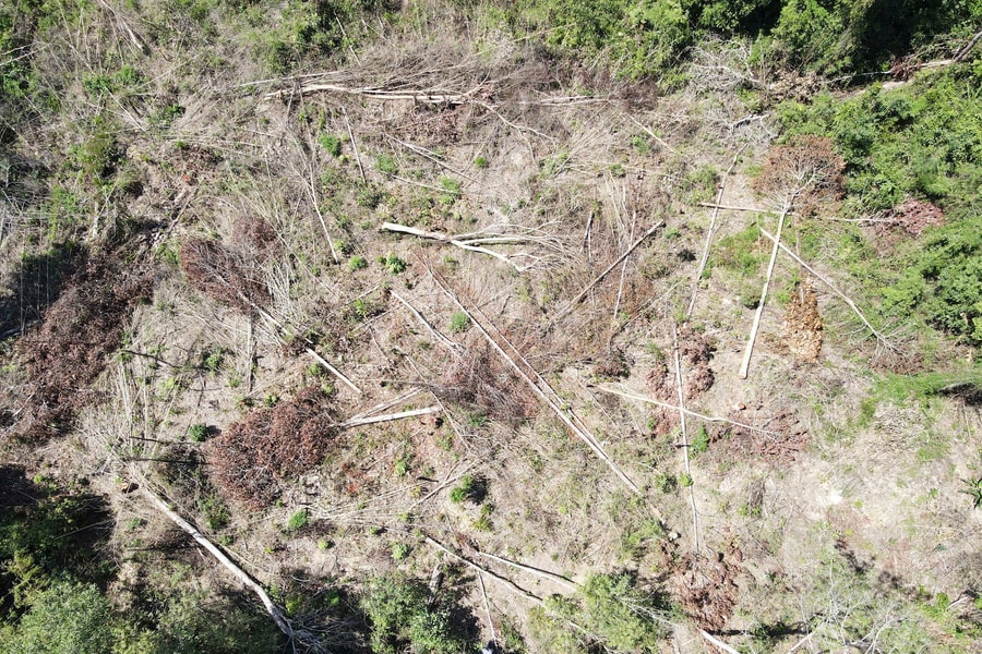 Vụ phá rừng quy mô lớn gần trụ sở UBND huyện ở Kon Tum: Hoàn tất hồ sơ để khởi tố vụ án