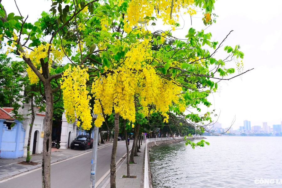 Hoa muồng hoàng yến khoe sắc vàng rực rỡ khắp phố phường Hà Nội