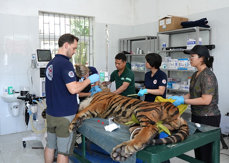 Hổ quý được chăm sóc đặc biệt tại Phong Nha – Kẻ Bàng