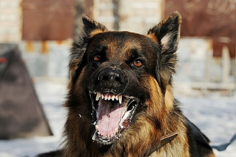 Đồng Nai: Phát hiện ổ dịch dại mới tại Trảng Bom, cảnh báo nguy cơ lây lan