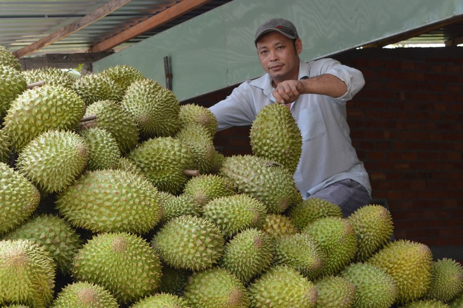 Ngăn chặn tình trạng thao túng thị trường, gây bất ổn sản xuất, xuất khẩu sầu riêng