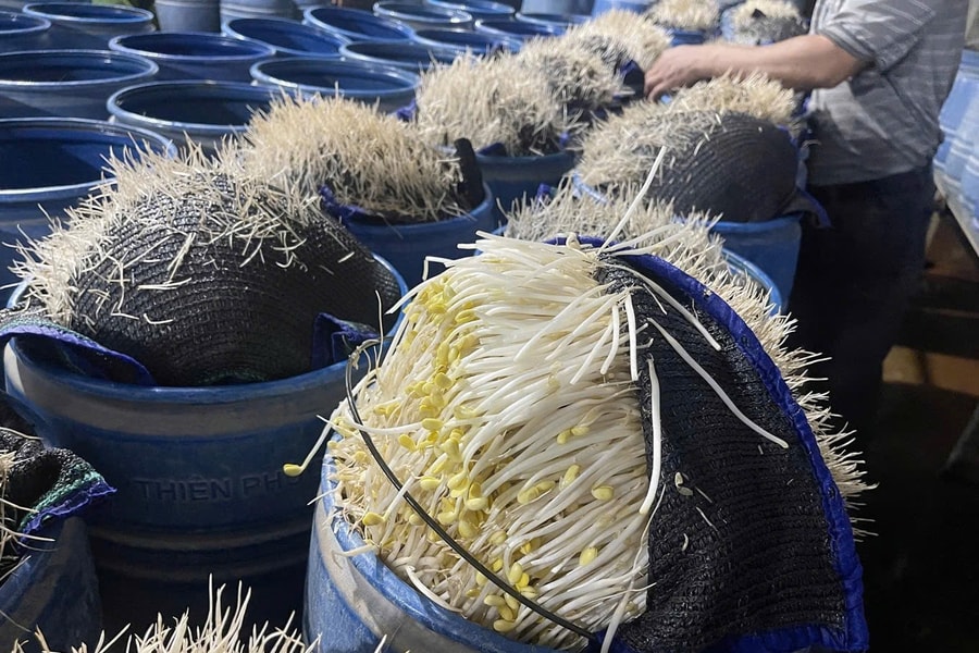 Gần 350 tấn giá đỗ ngâm hóa chất độc hại đã được bán ra thị trường