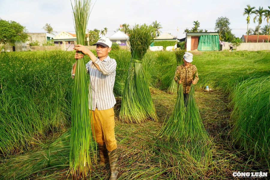 Mồ hôi trên những cánh đồng cói