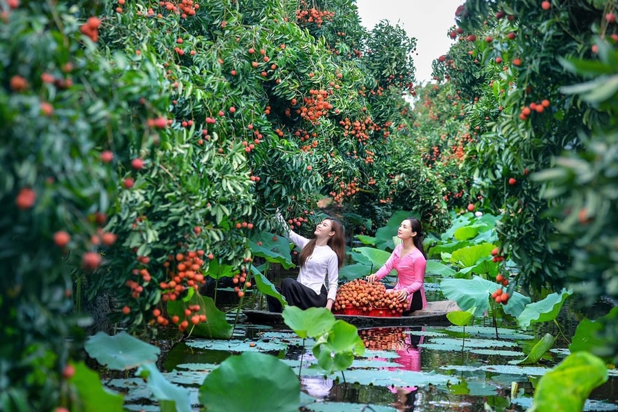 Hải Dương: Chuỗi sự kiện quảng bá, xúc tiến vải thiều Thanh Hà sẽ bắt đầu từ ngày 30/5