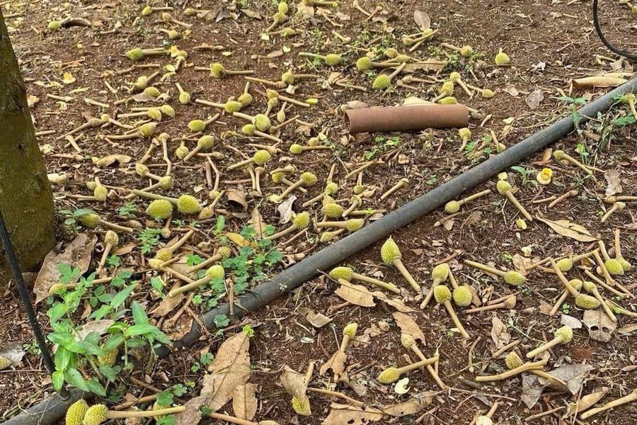 Gia Lai: Sầu riêng non rụng la liệt, khiến nhiều nhà vườn đối mặt với nguy cơ thua lỗ