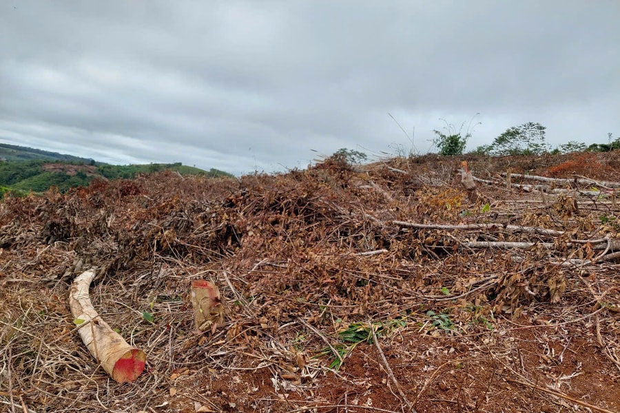 Gia Lai: Phó Chủ tịch HĐND xã phá hơn 3.000m2 rừng đặc dụng