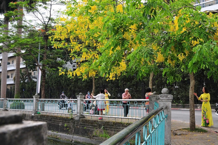 Hoa muồng hoàng yến bung sắc vàng khắp phố phường Hà Nội