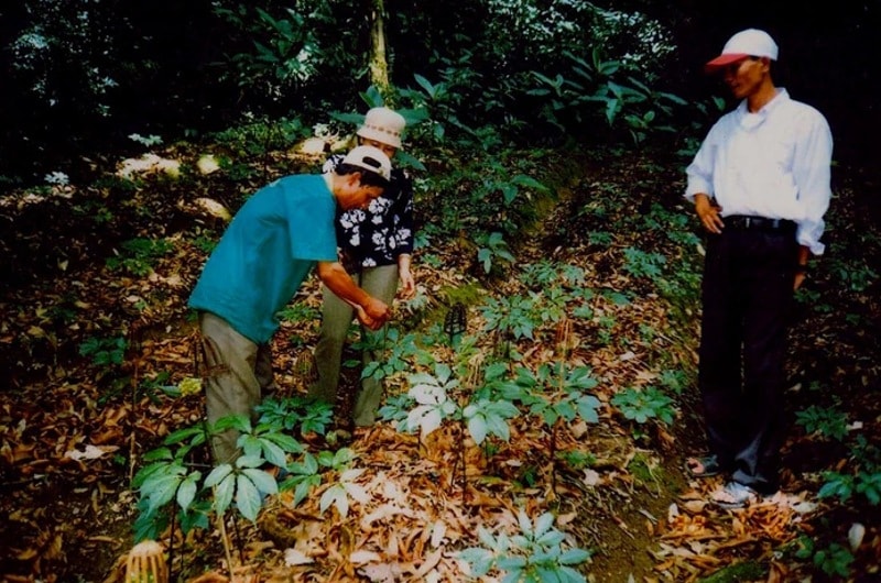 Tri thức dân gian về sâm Ngọc Linh ở Kon Tum là di sản quốc gia