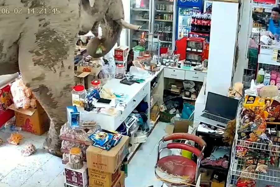 Voi đột nhập vào cửa hàng tạp hóa tìm đồ ăn vặt