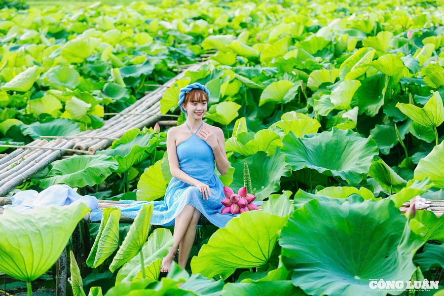 Giới trẻ 'đổ xô' đi chụp hình hoa sen nở sớm ở Hà Nội