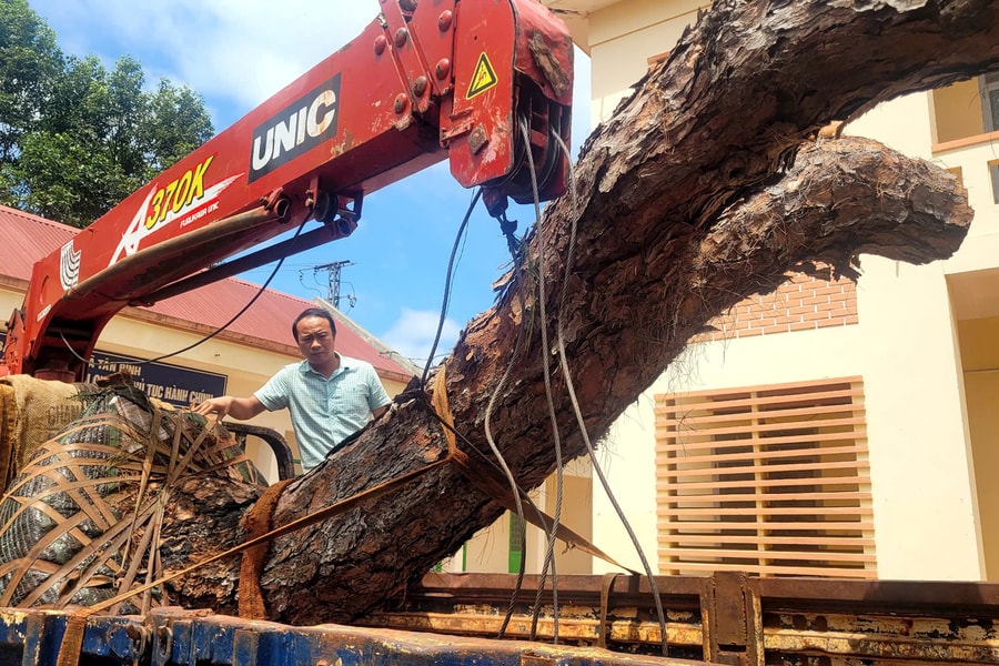 Gia Lai: Tạm giữ 2 xe ô tô tải vận chuyển thông cổ thụ