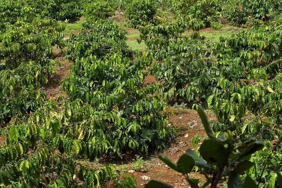 Huyện Đắk Mil (tỉnh Đắk Nông): Thi hành án có dấu hiệu làm ẩu, người dân “bỗng dưng” mất đất