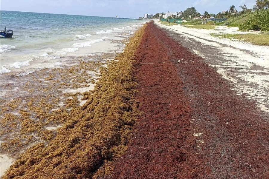 Các bãi biển vùng Caribe tràn ngập loại tảo mơ gây hại đến môi trường