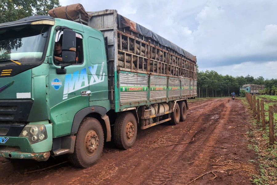 Gia Lai: Xe tải chở gỗ "giày xéo" đường dân sinh, người dân lập barie và camera giám sát