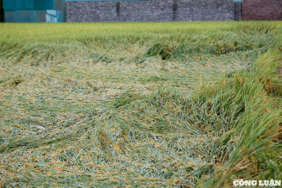 Lúa Đông Xuân sắp thu hoạch bị đổ ngã do mưa lớn kèm gió giật