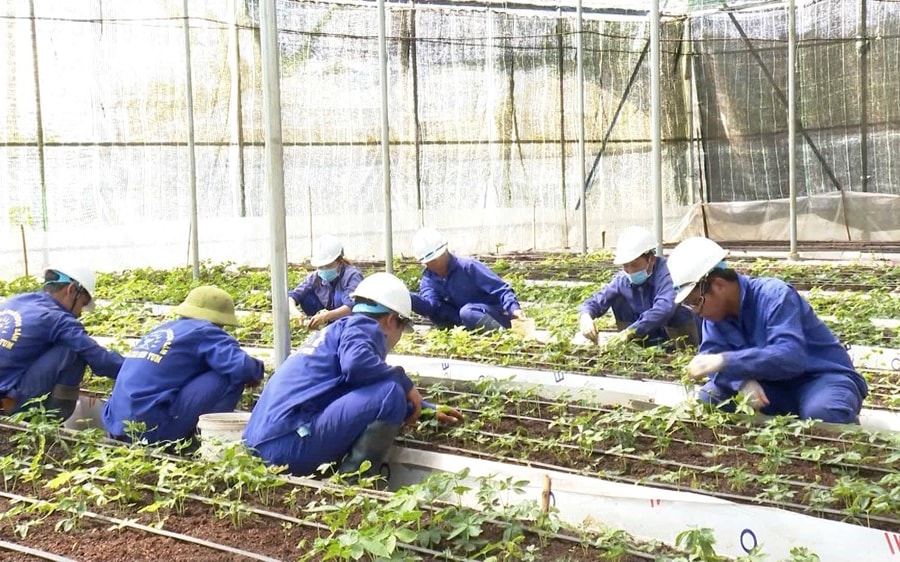 Tỉnh Kon Tum yêu cầu báo cáo lại vụ cấp mã số vùng trồng sâm Ngọc Linh