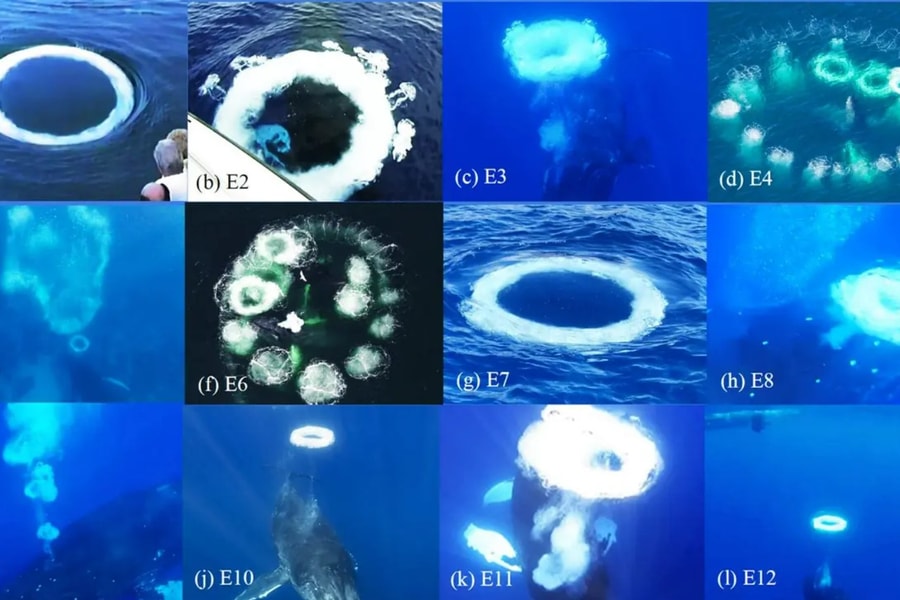 Khoảnh khắc thú vị khi cá voi tạo 'vòng bong bóng' để giao tiếp với con người