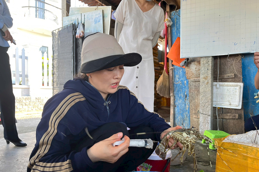 Phú Yên: Phát hiện cơ sở bơm tạp chất vào tôm hùm chết để lừa người mua