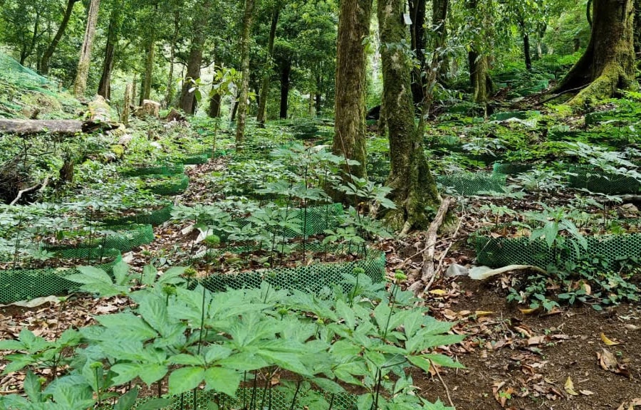 Đình chỉ mã số vùng trồng sâm Ngọc Linh của một doanh nghiệp ở Kon Tum