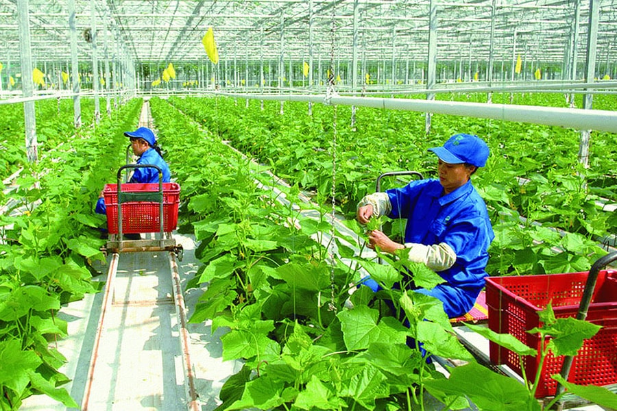 Hợp tác xã sản xuất nông nghiệp hữu cơ, tuần hoàn được vay tối đa 5 tỷ đồng không cần tài sản bảo đảm