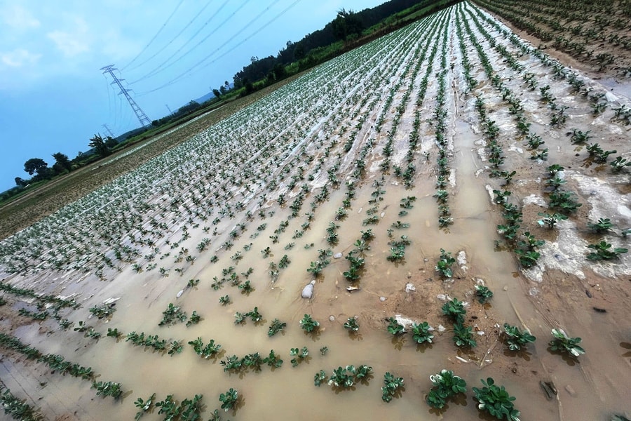 Hỗ trợ khẩn cấp hạt giống lúa cho tỉnh Quảng Trị