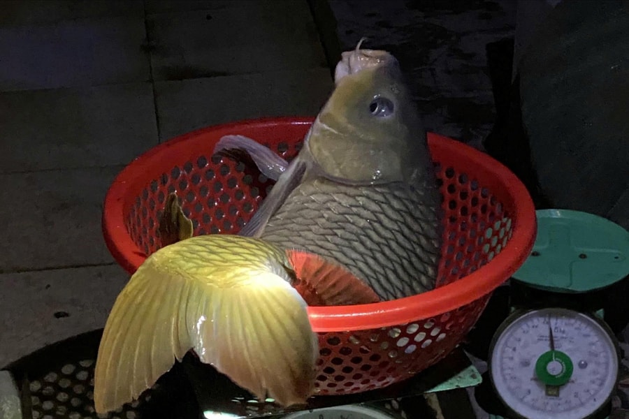 Giải cứu “Vua Thủy Tề”: Từ nỗi đau hủy diệt đến bình minh của sự sống mới