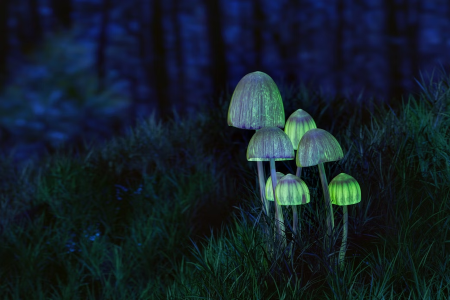 New Zealand chấp thuận việc sử dụng nấm ảo giác trong điều trị trầm cảm