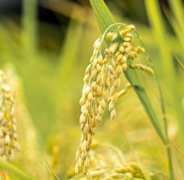 Nghiên cứu: Năng suất lúa ít bị ảnh hưởng hơn các cây lương thực khác khi Trái đất nóng lên