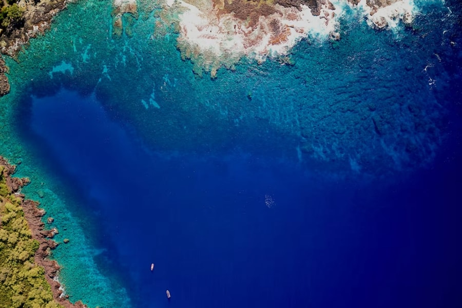 Rạn san hô ở Hawaii có nguy cơ sụp đổ vì nhím biển bùng phát và ô nhiễm môi trường