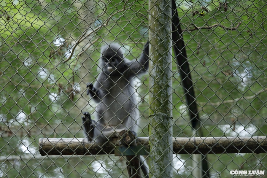 Ngôi nhà của các loài linh trưởng quý hiếm