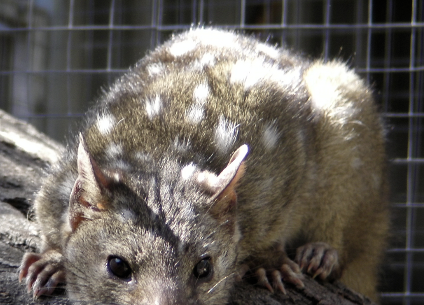 Hai loài chồn có nguy cơ tuyệt chủng bất ngờ phát triển trở lại