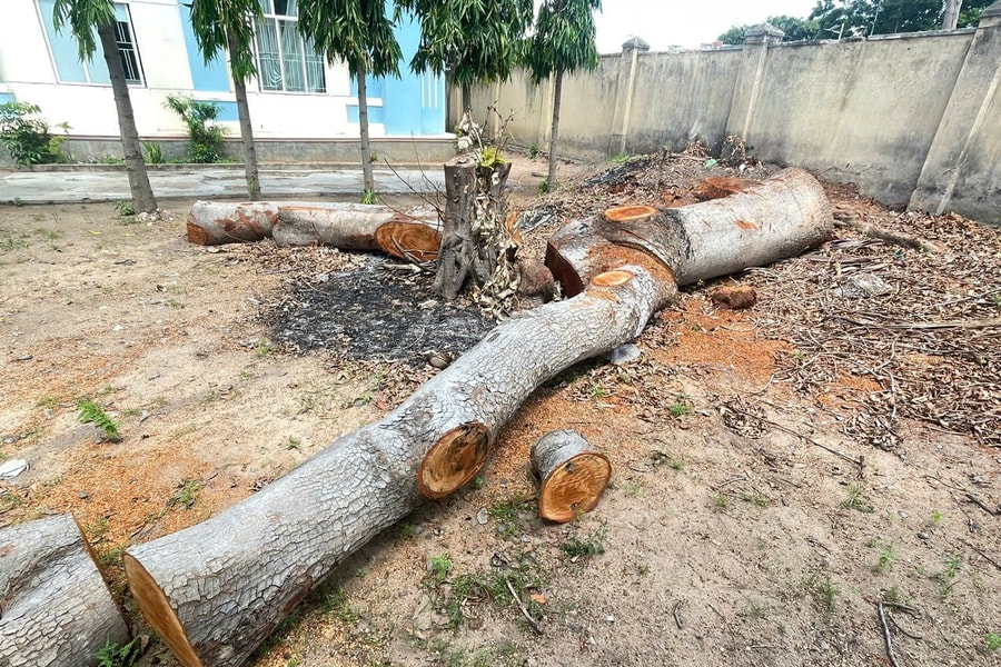 Gia Lai: Hàng loạt cây cổ thụ trong khuôn viên trụ sở phường bị cưa hạ, đem bán