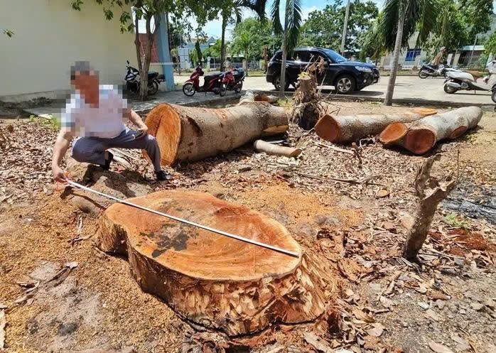 Vụ cắt hạ hàng loạt cây cổ thụ trong trụ sở phường: Xử lý trách nhiệm tập thể lãnh đạo phường