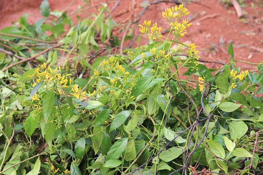 Khởi tố, bắt tạm giam đối tượng vô ý trộn lá ngón vào thuốc nam