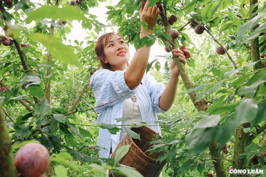 Người dân thích thú trải nghiệm hái mận trên cao nguyên Mộc Châu