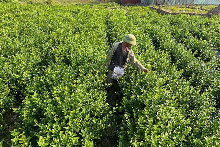 Nỗ lực đạt phát thải ròng bằng 0 vào năm 2050