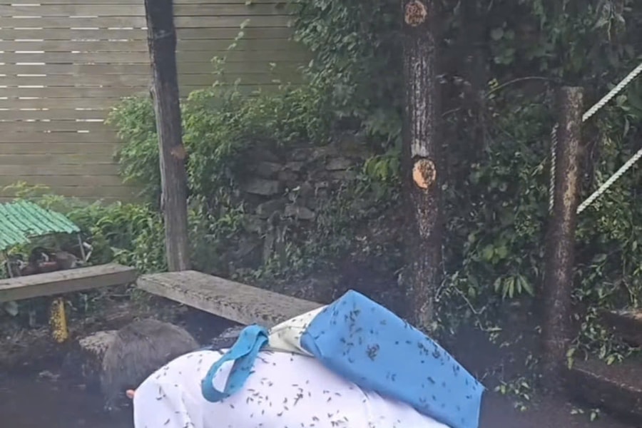 Thủ đô Seoul đối mặt với cuộc xâm lấn của 'bọ tình yêu'