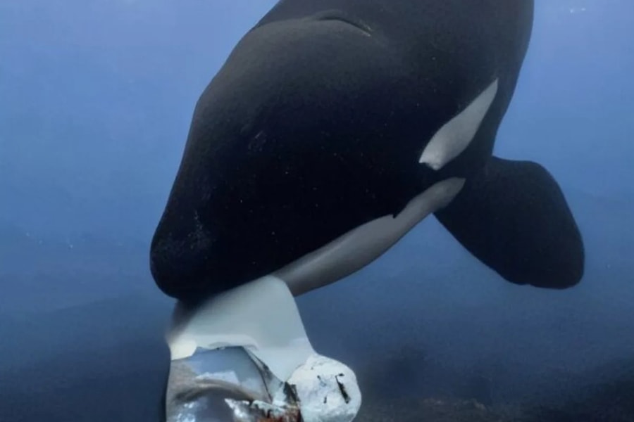 Cá voi sát thủ chia sẻ thức ăn với con người