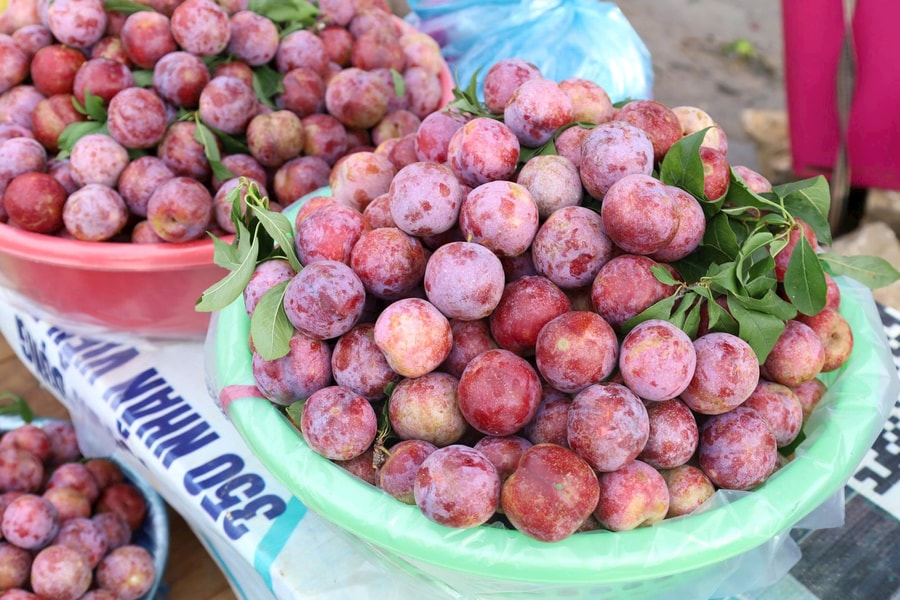 Ứng dụng công nghệ sau thu hoạch: Đòn bẩy đưa nông sản Tây Bắc vươn xa