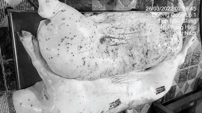 Người đóng dấu kiểm dịch sai đối với heo bệnh của Công ty C.P bị kỷ luật