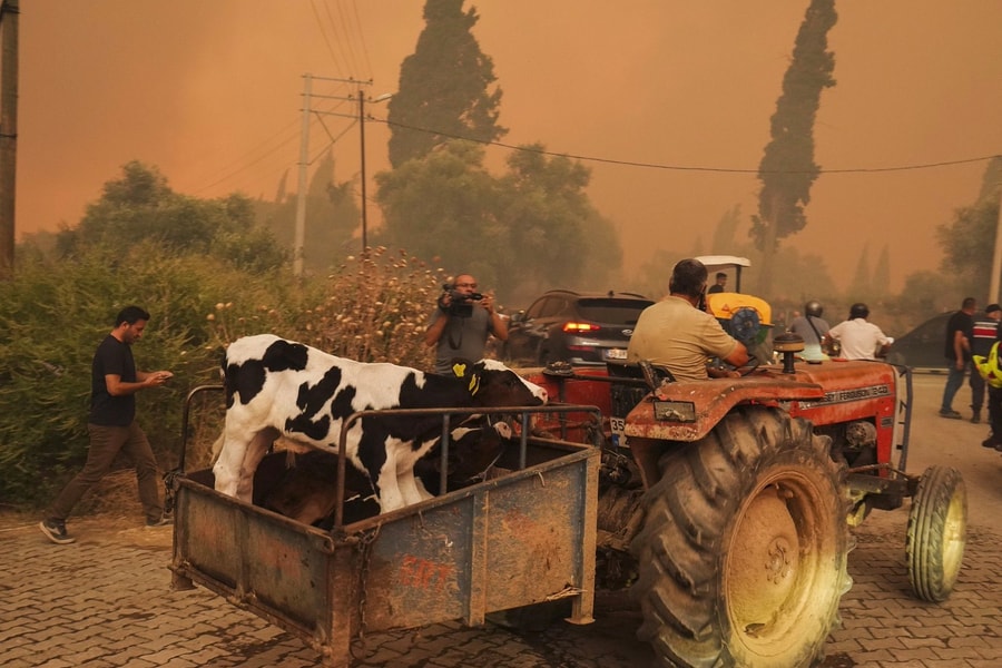 Thổ Nhĩ Kỳ bắt 10 nghi phạm liên quan đến cháy rừng