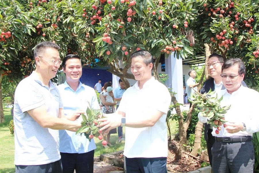 Toàn tỉnh Bắc Ninh đã tiêu thụ hơn 170 nghìn tấn vải thiều