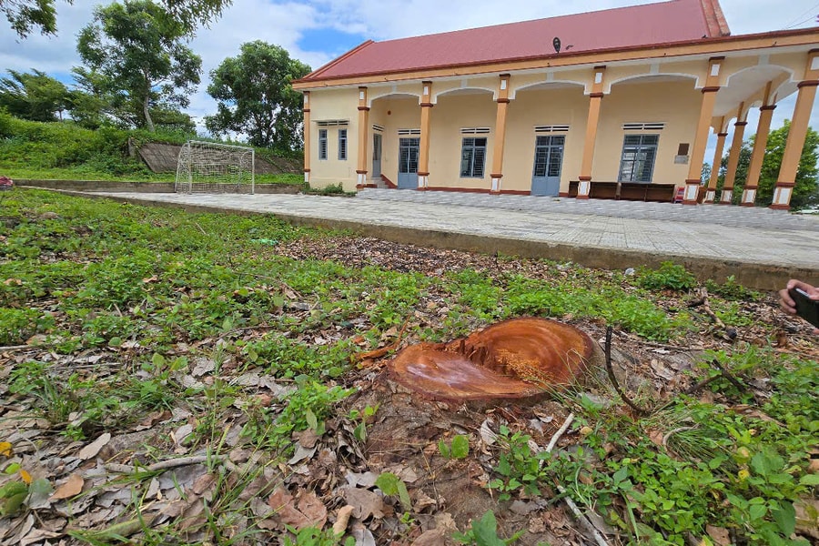 Vụ cắt hạ cây xanh bán, lấy tiền sửa trụ sở ở Gia Lai: Sai quy trình, vi phạm pháp luật